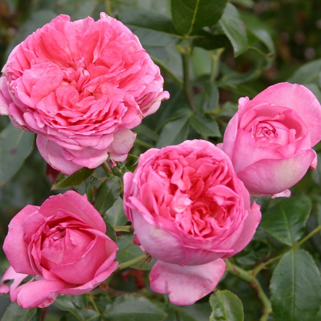 Rosa La Rose de Molinard - Edelrose