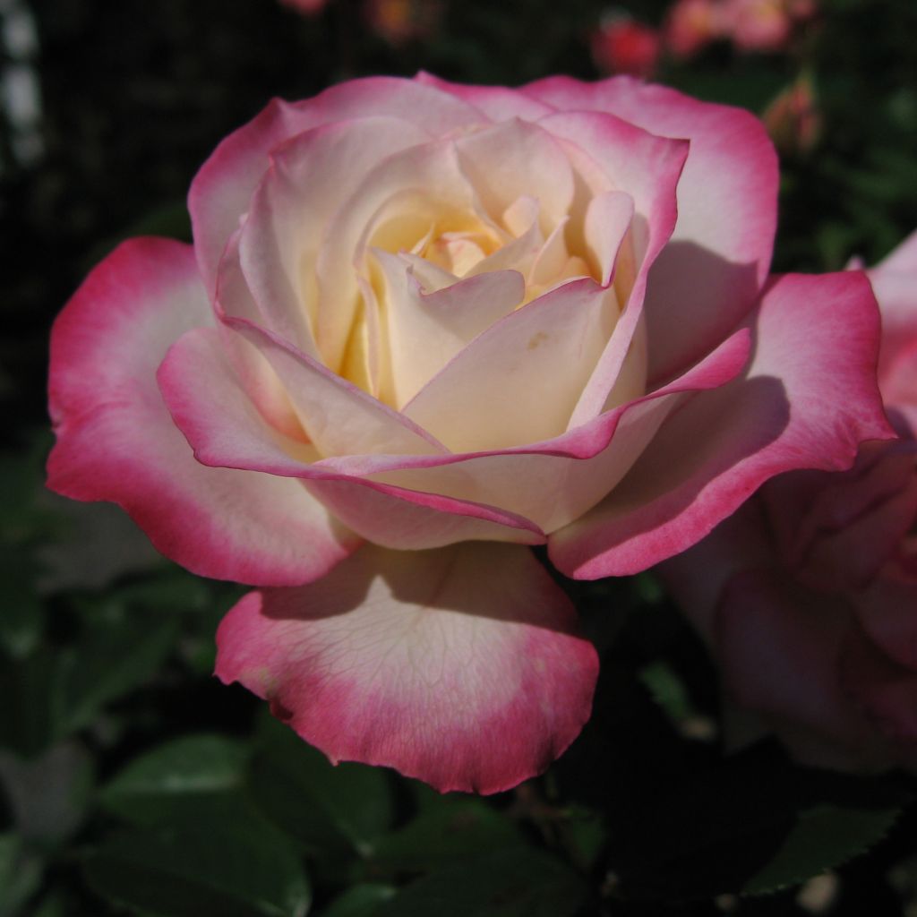 Rosier à fleurs groupées Laminuette