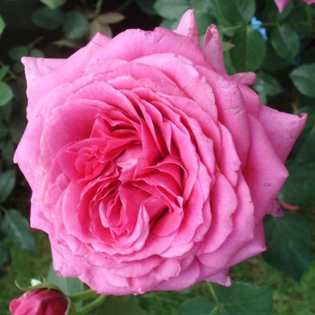 Rosa Generosa Maison Francaise - Guillot Rose