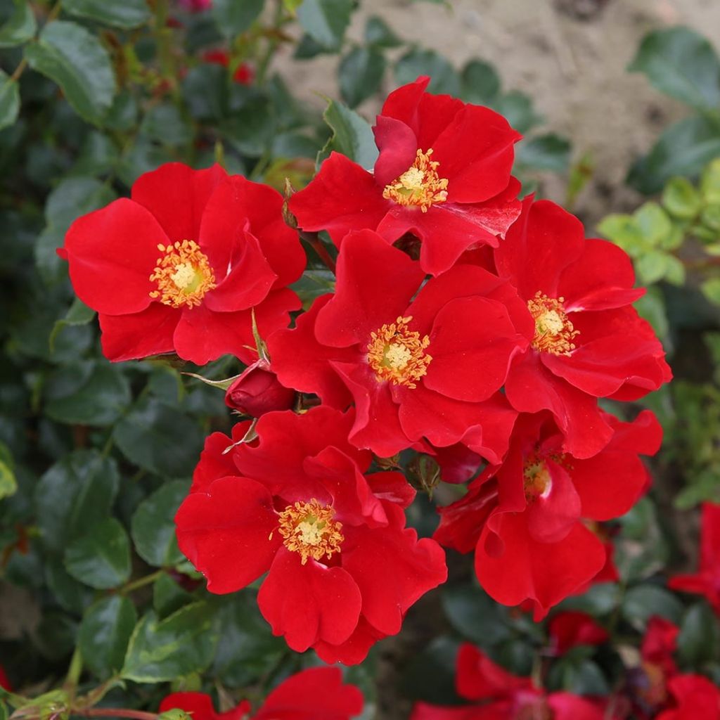 Rosa Nectar Garden Alexander von Humboldt - Polyantha-Rose