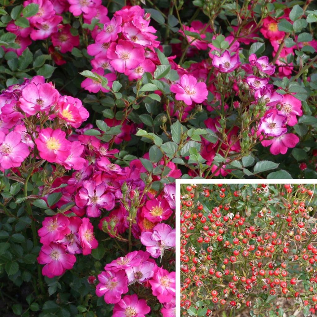 Rosa Nectar Garden Lilliput Lupo - Polyantha-Rose