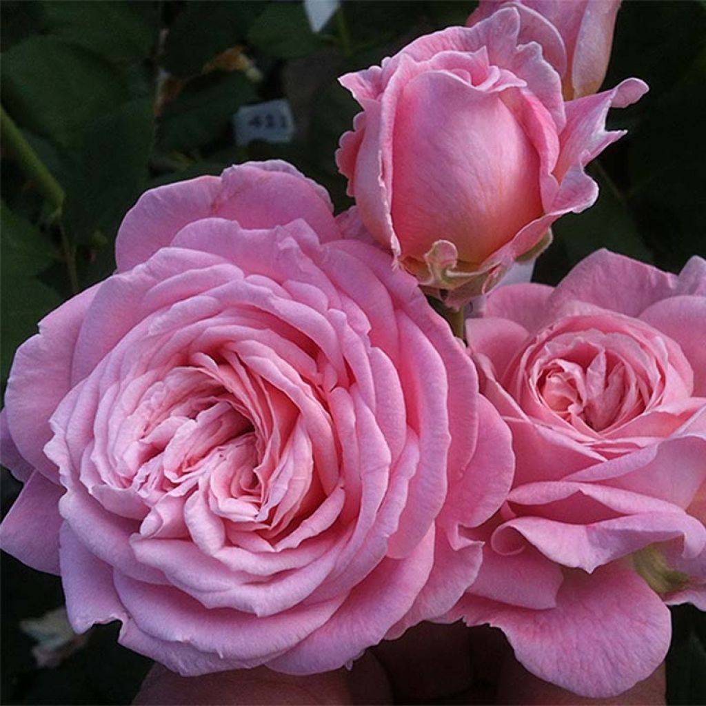 Rosa PARFUMA Comtesse Marie Henriette - Buschrose