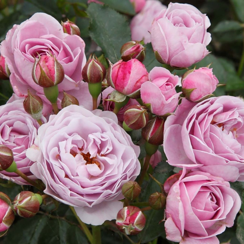 Rosa PATIO ROSE Nautica KORcharblo - Beetrose