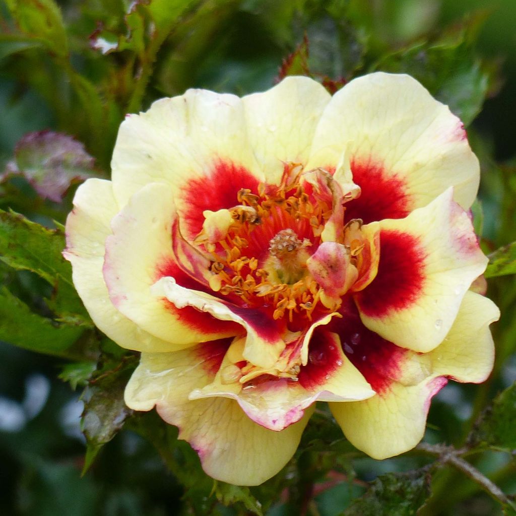 Rosa persica Pastel Babylon Eyes - Zwerg-Parkrose