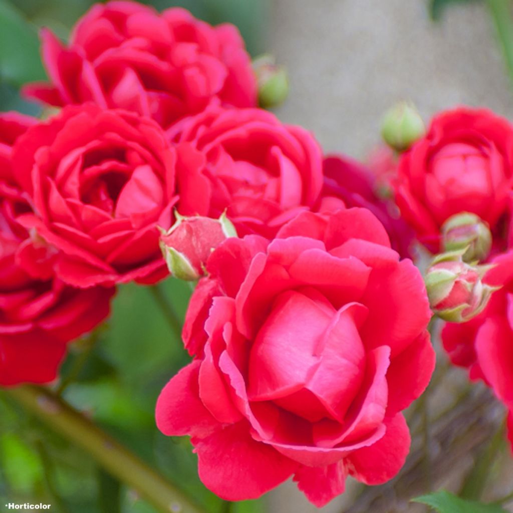 Rosa Paul's Scarlet Climber - Kletterrose