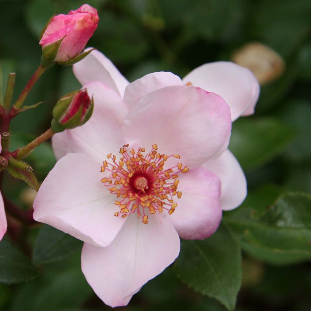 Rosa Astronomia Meillandécor - Beetrose