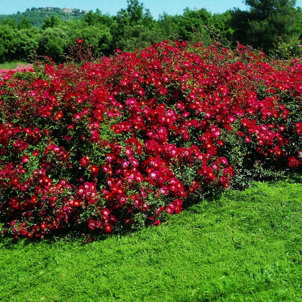 Rosier arbustif Rouge Meillandécor