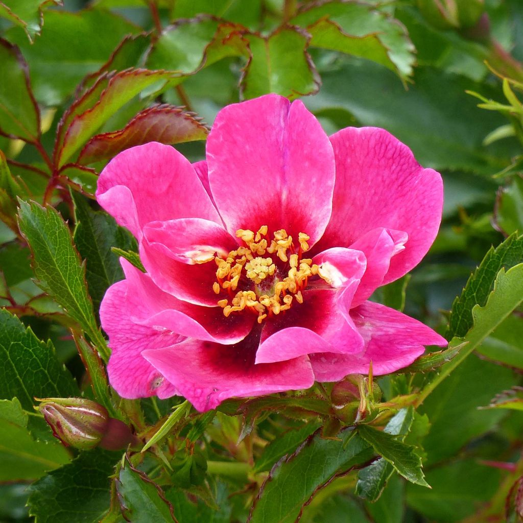 Rosa persica Queen Babylon Eyes - Zwerg-Parkrose