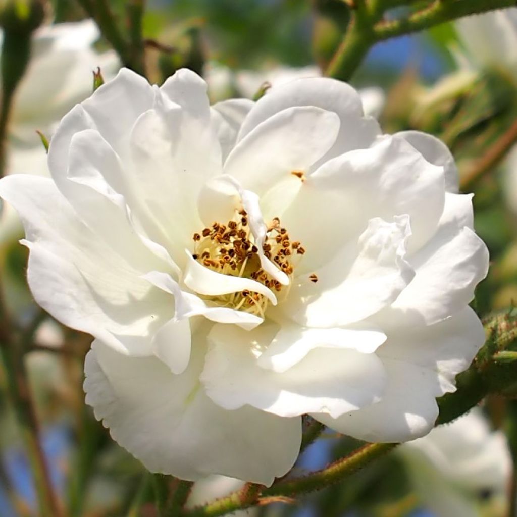 Rosier Rambling Rector - Rosier liane