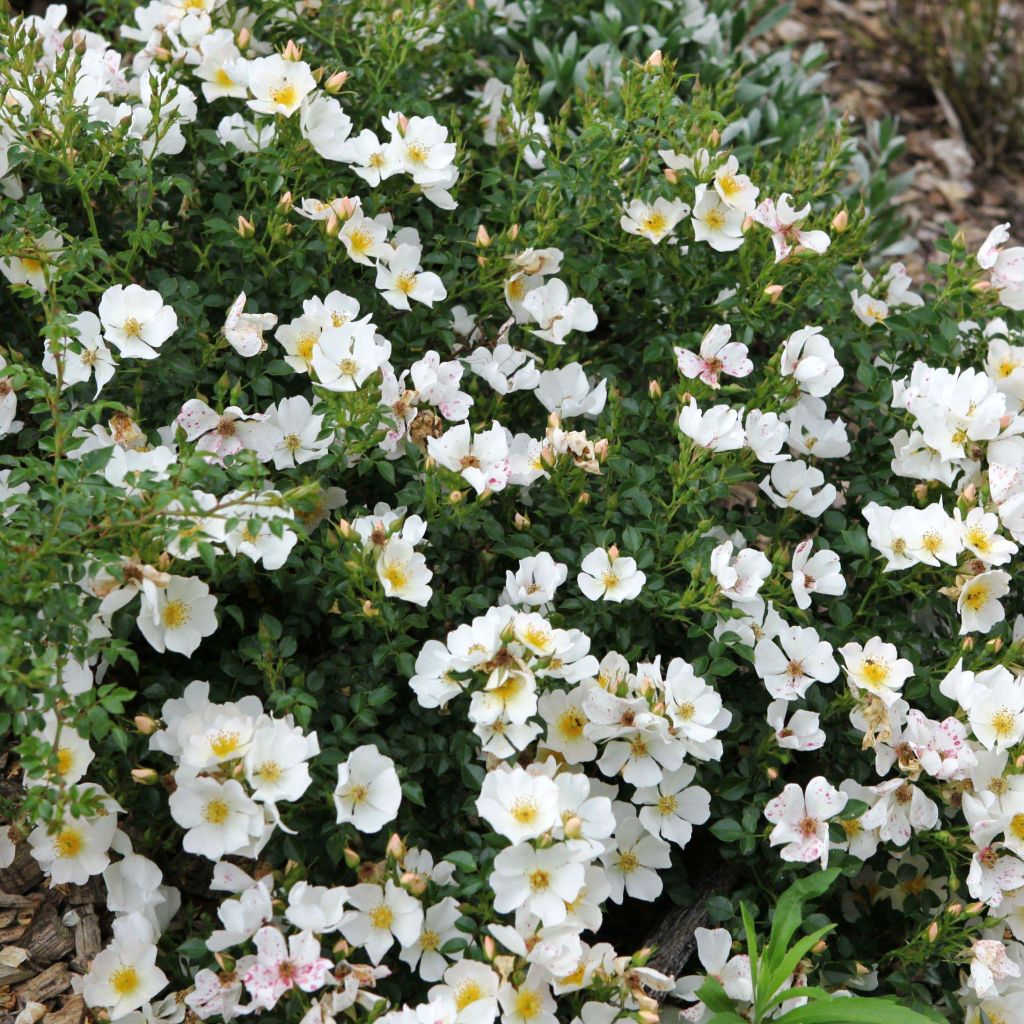 Rosa polyantha Rose du Soleil - Polyantha-Rose