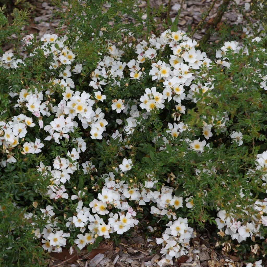 Rosier SANS CONTRAINTES® Rose du Soleil