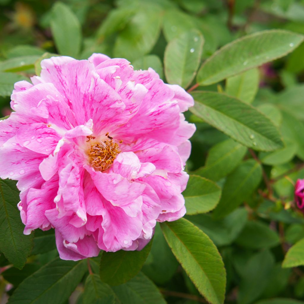 Rosa rugosa Thérèse Bugnet - Apfelrose