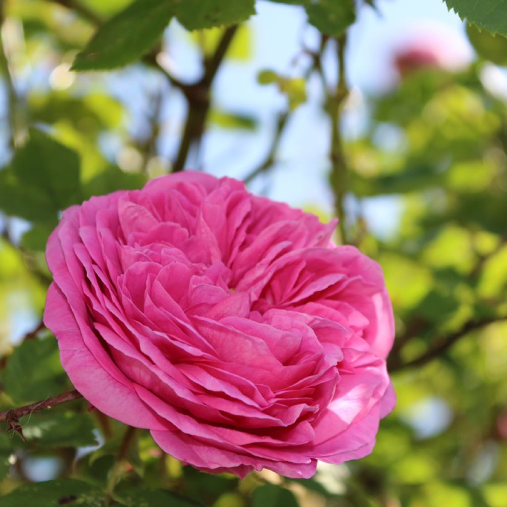 Rosa rugosa Thérèse Bugnet - Apfelrose