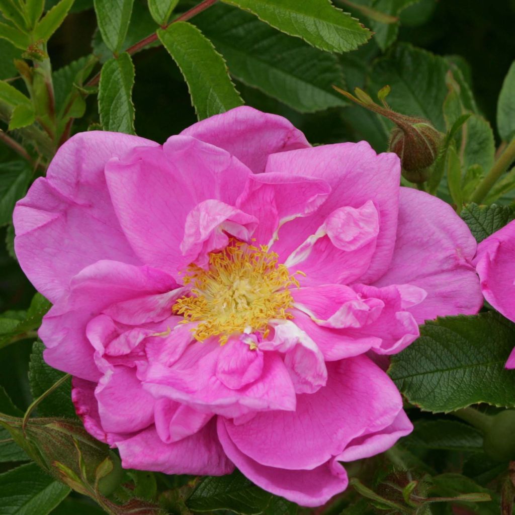 Rosa rugosa SAVORANOVA Smart Uhlrutida - Apfelrose