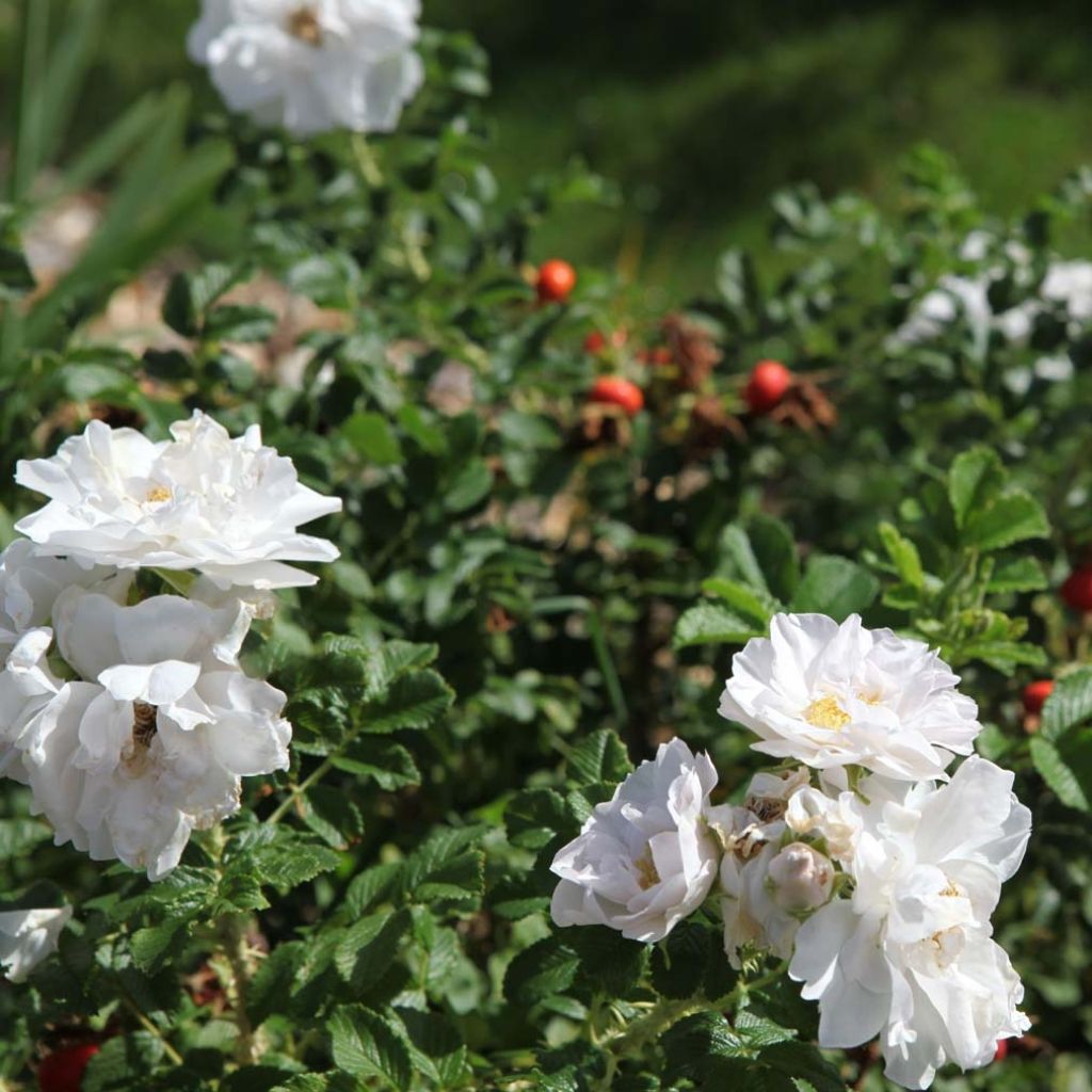 Rosier SAVORANOVA® White® - Rosa (x) rugosa