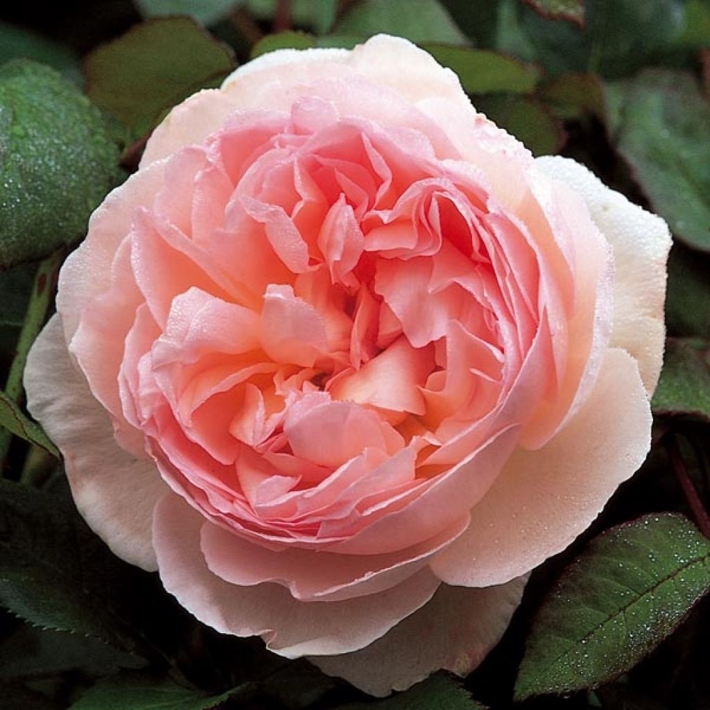 Rosa Sharifa Asma - Englische Rose