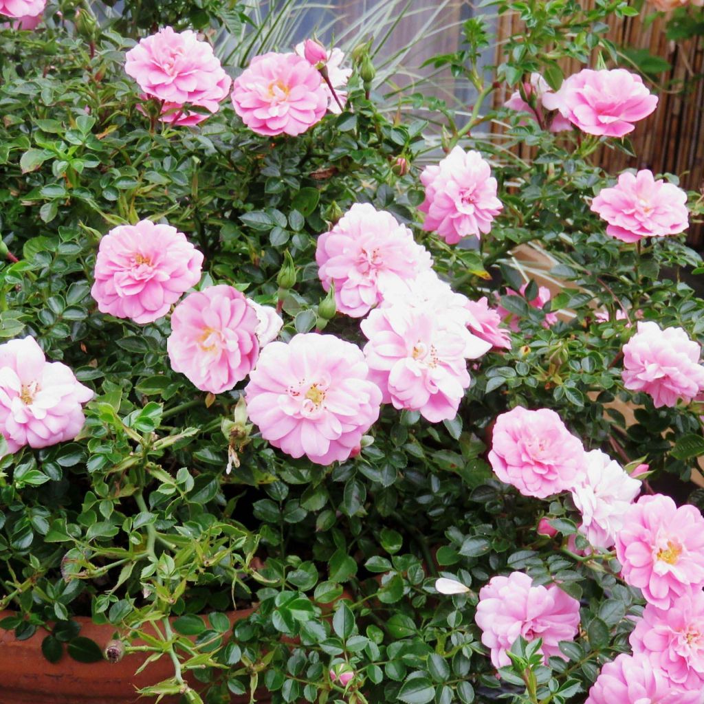 Rosa polyantha Sweet Knirps - Polyantha-Rose