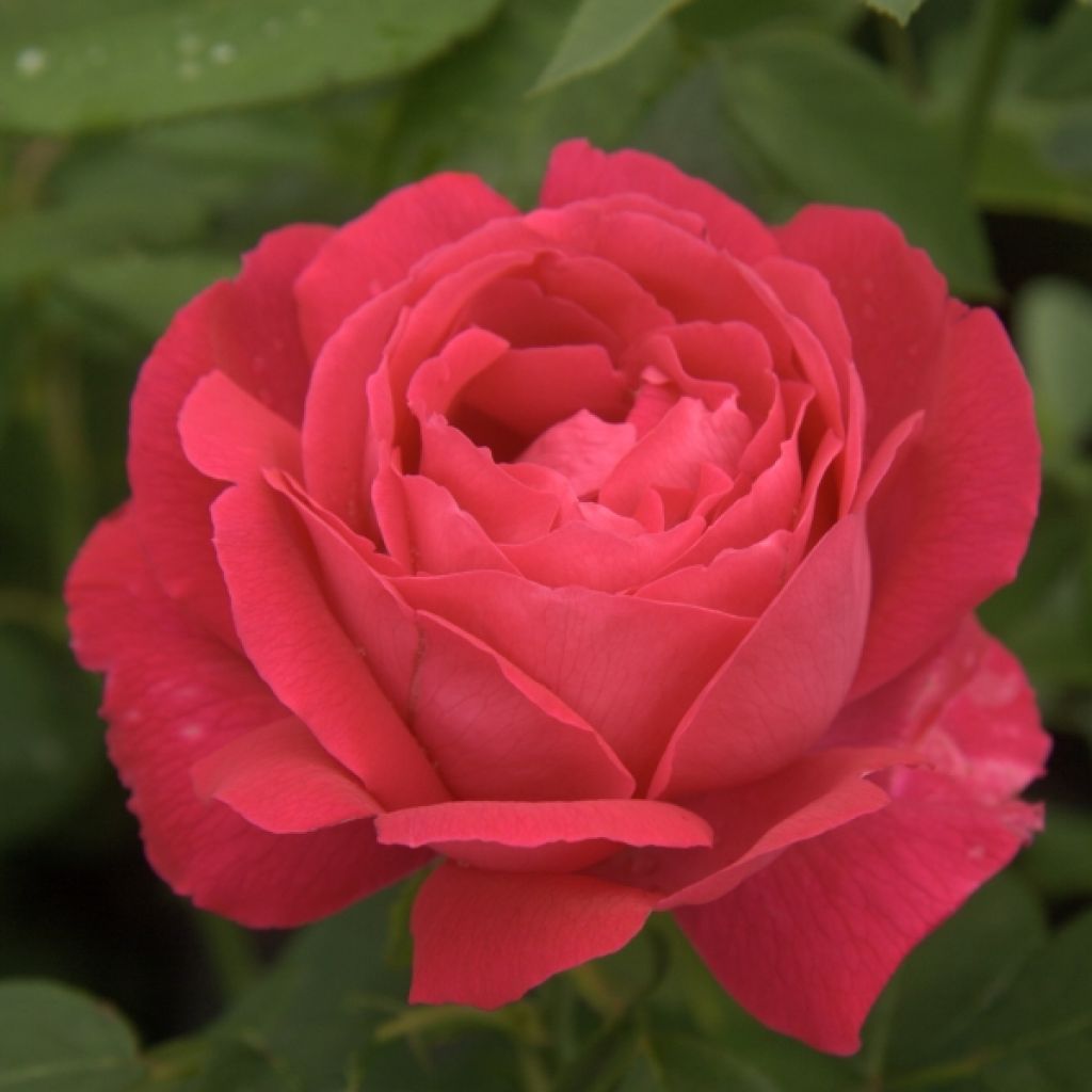 Rosa Ulrich Brunner fils - Historische Rose