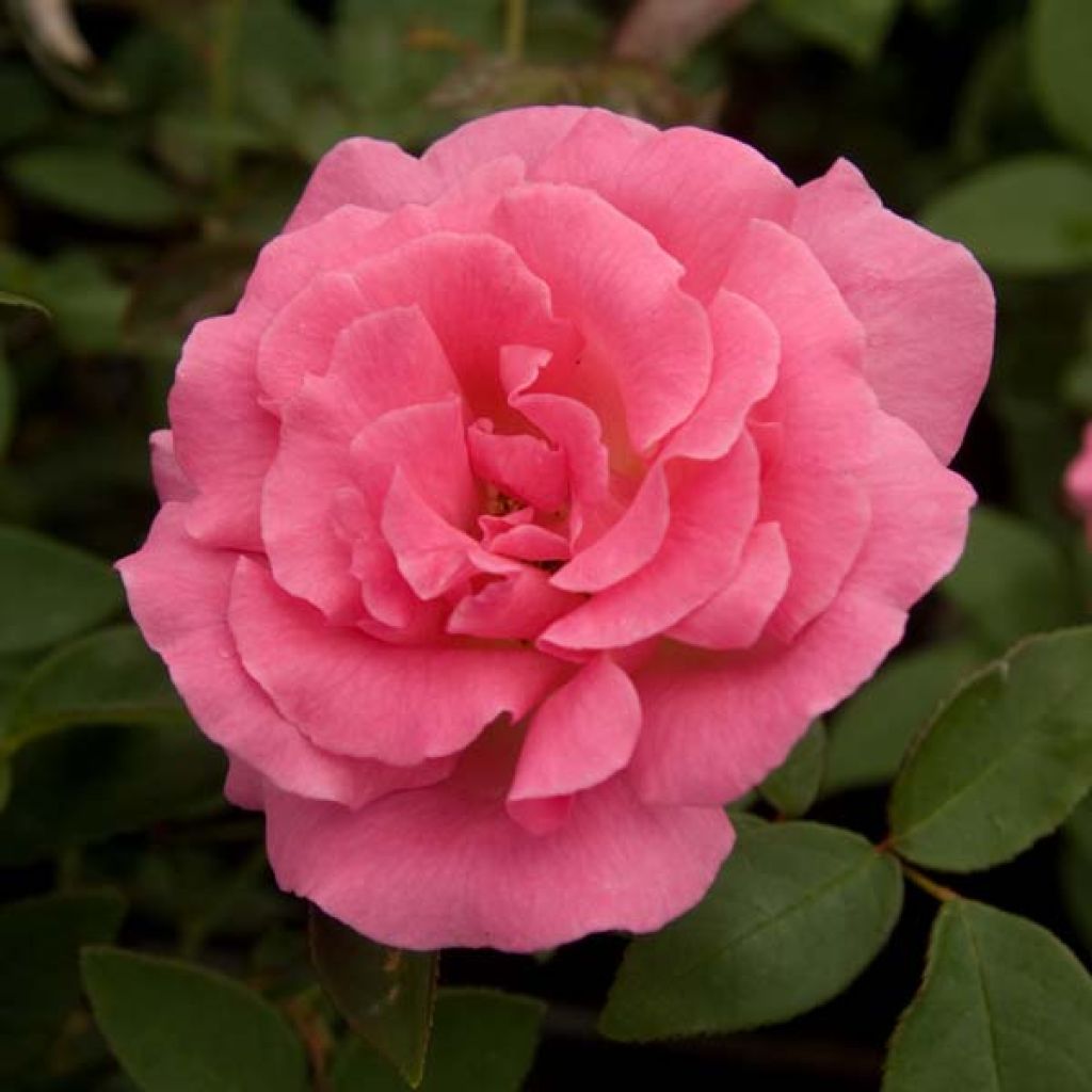 Rosa Zéphirine Drouhin - Kletterrose