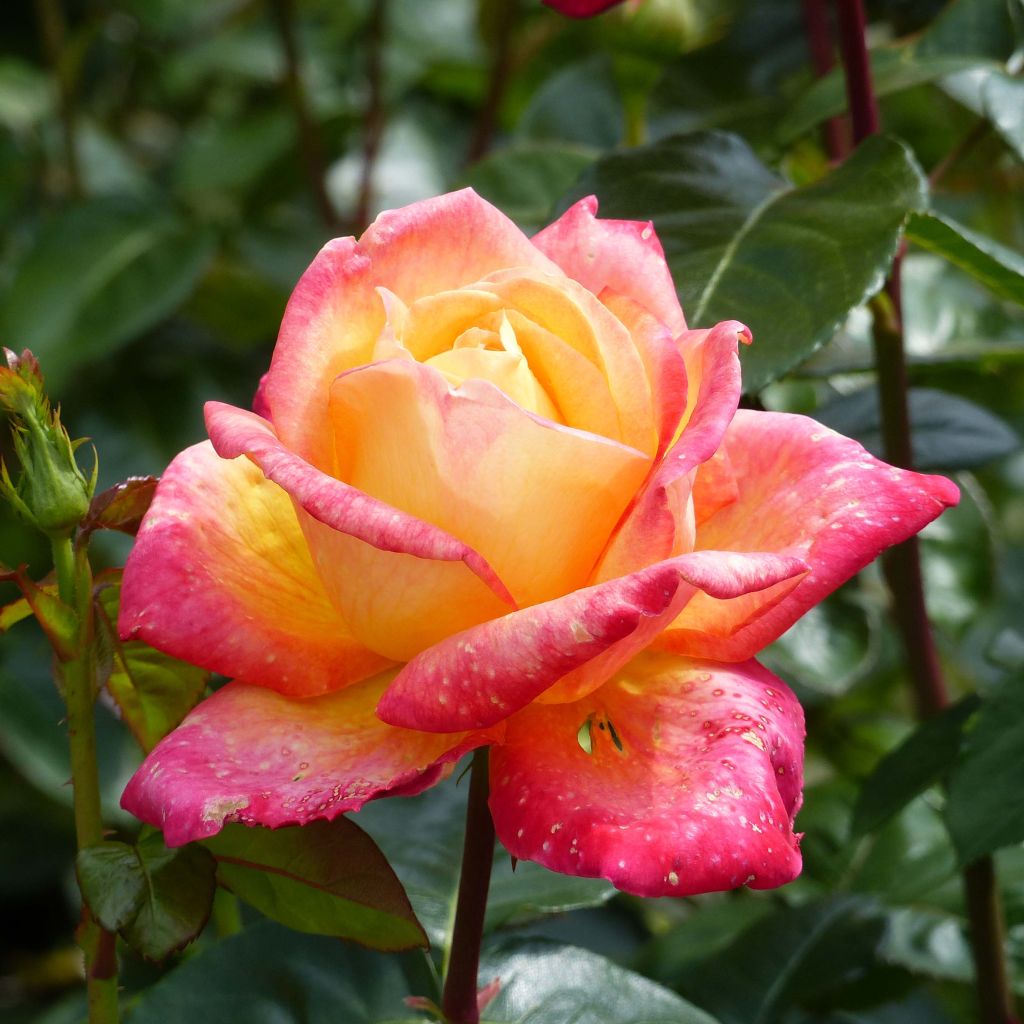 Rosa Oriental Peace - Edelrose