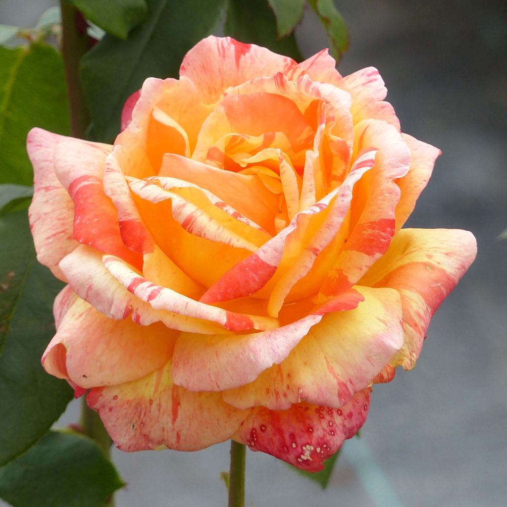 Rosa André Willemse - Edelrose