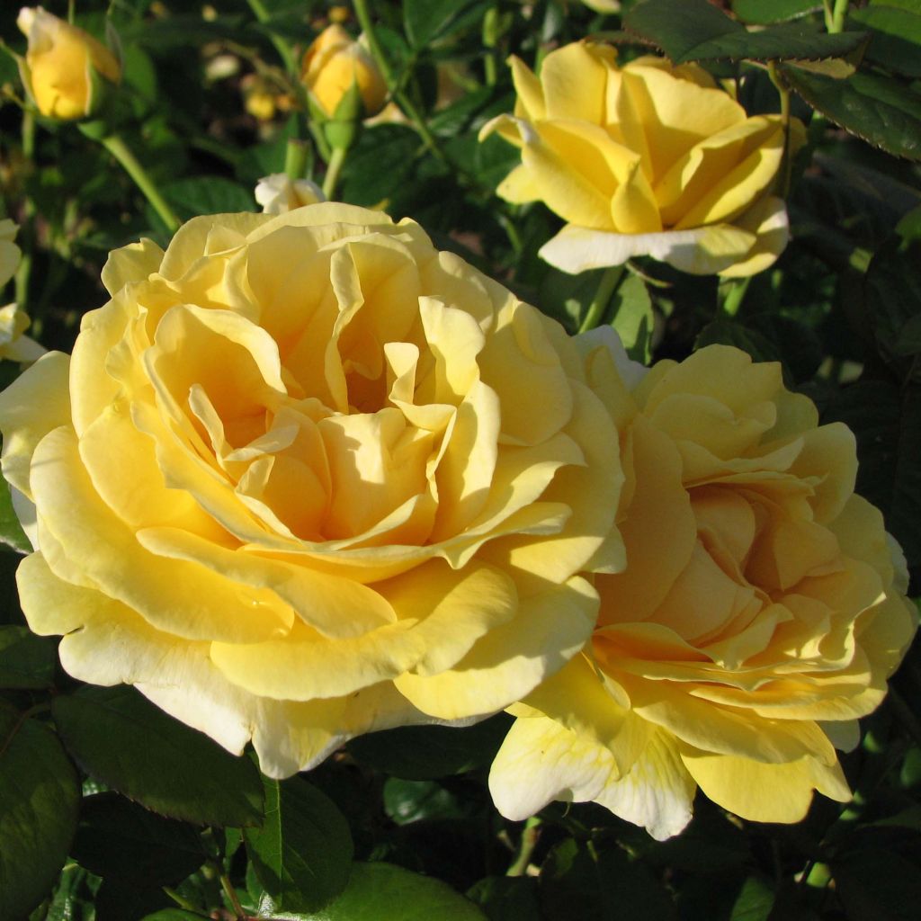 Rosier à grandes fleurs Michelangelo