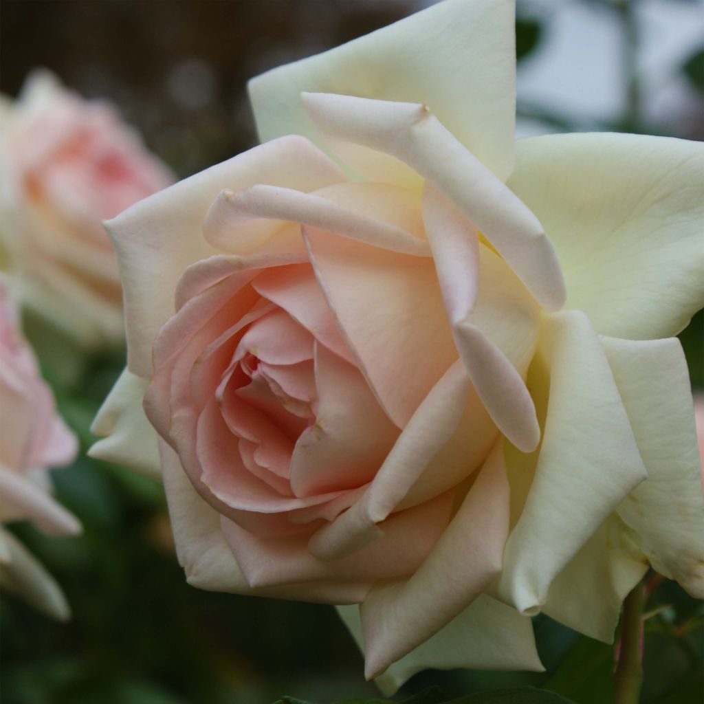 Rosier à grandes fleurs Prince Jardinier