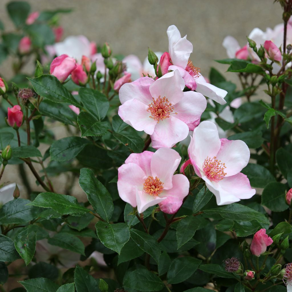 Rosa Astronomia Meillandécor - Beetrose