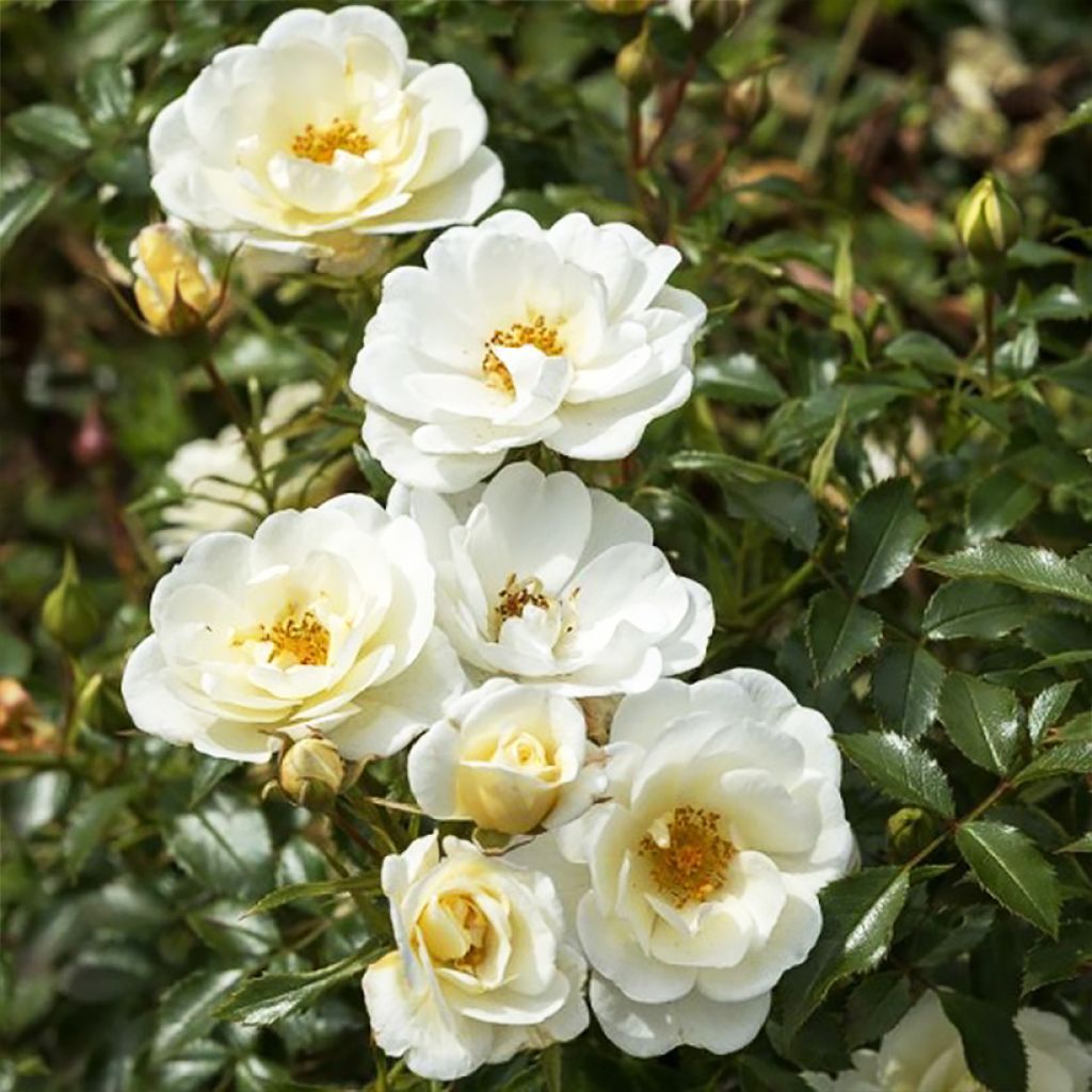 Rosa polyantha Bees Paradise Ivory - Polyantha-Rose