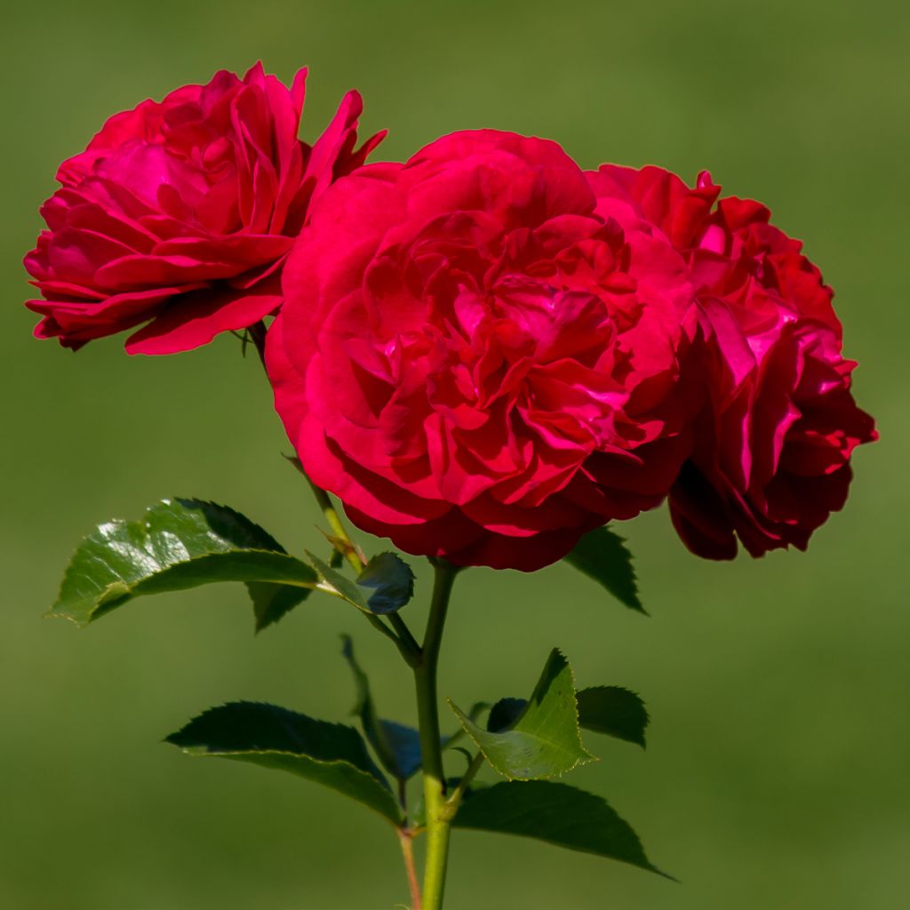 Rosa Bordeaux 'Korelamba' - Beetrose