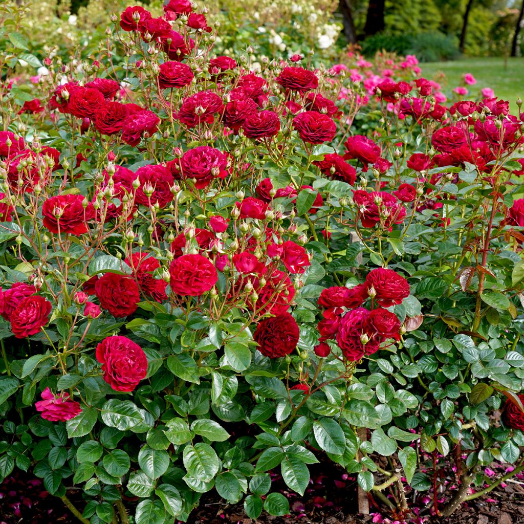 Rosa Bordeaux 'Korelamba' - Beetrose