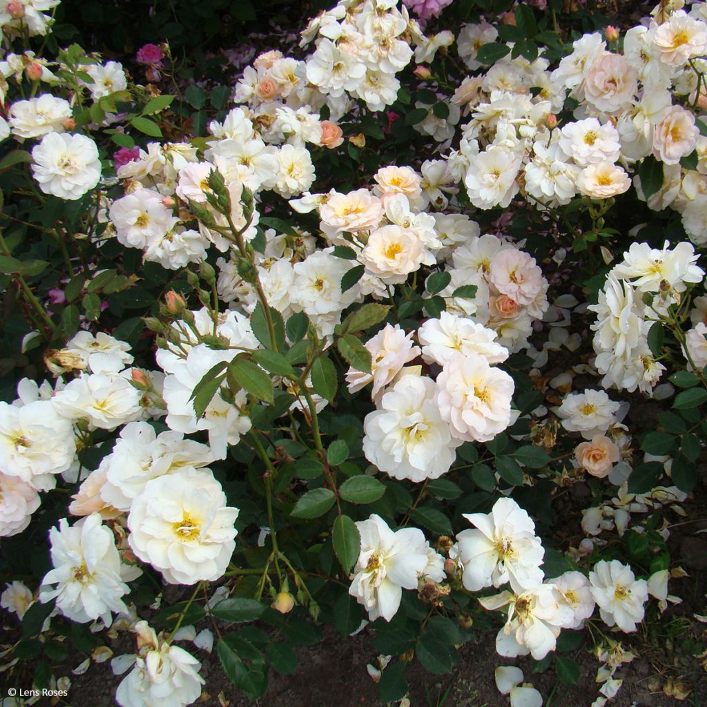 Rosa moschata Comtesse André d'Oultremont VEL15mkama - Moschus-Rose