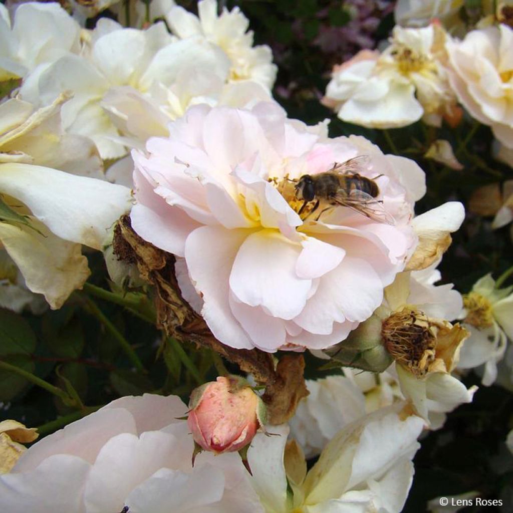 Rosa moschata Comtesse André d'Oultremont VEL15mkama - Moschus-Rose