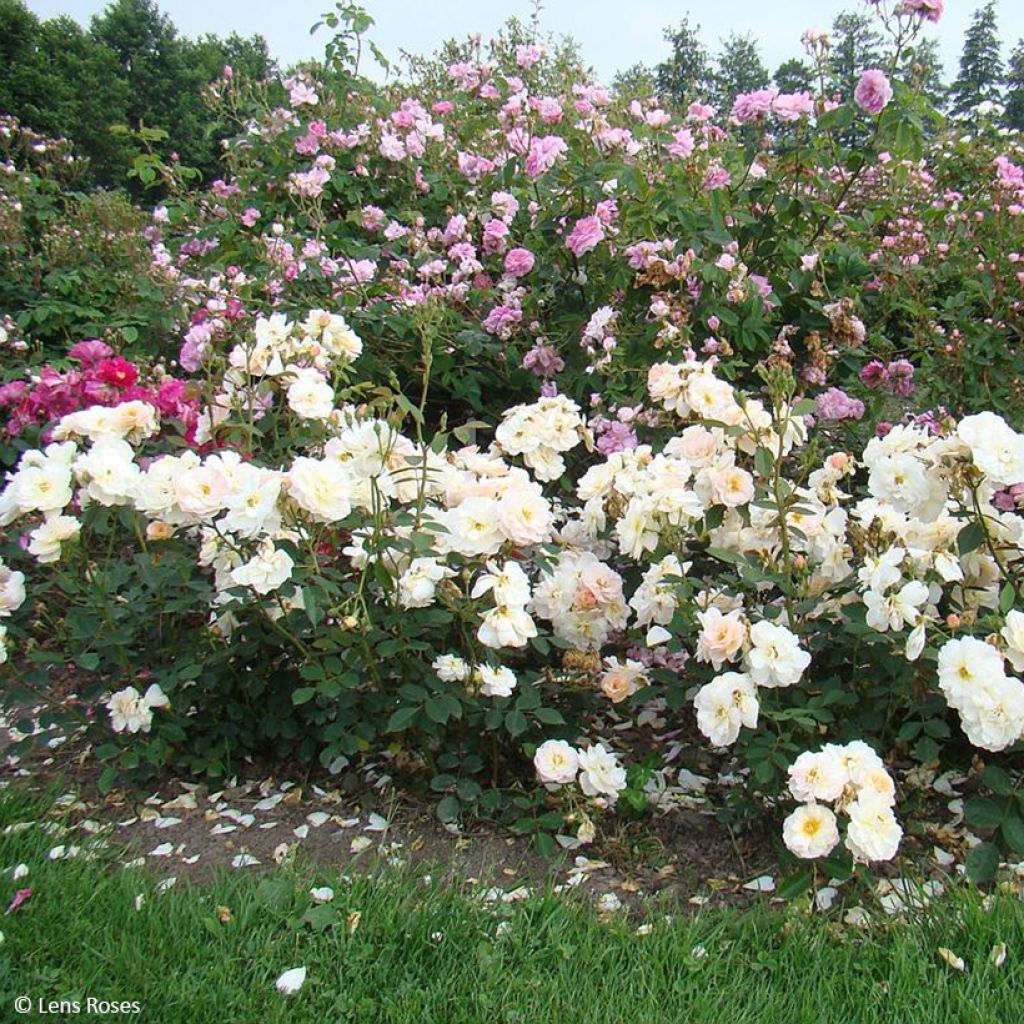 Rosa moschata Comtesse André d'Oultremont VEL15mkama - Moschus-Rose