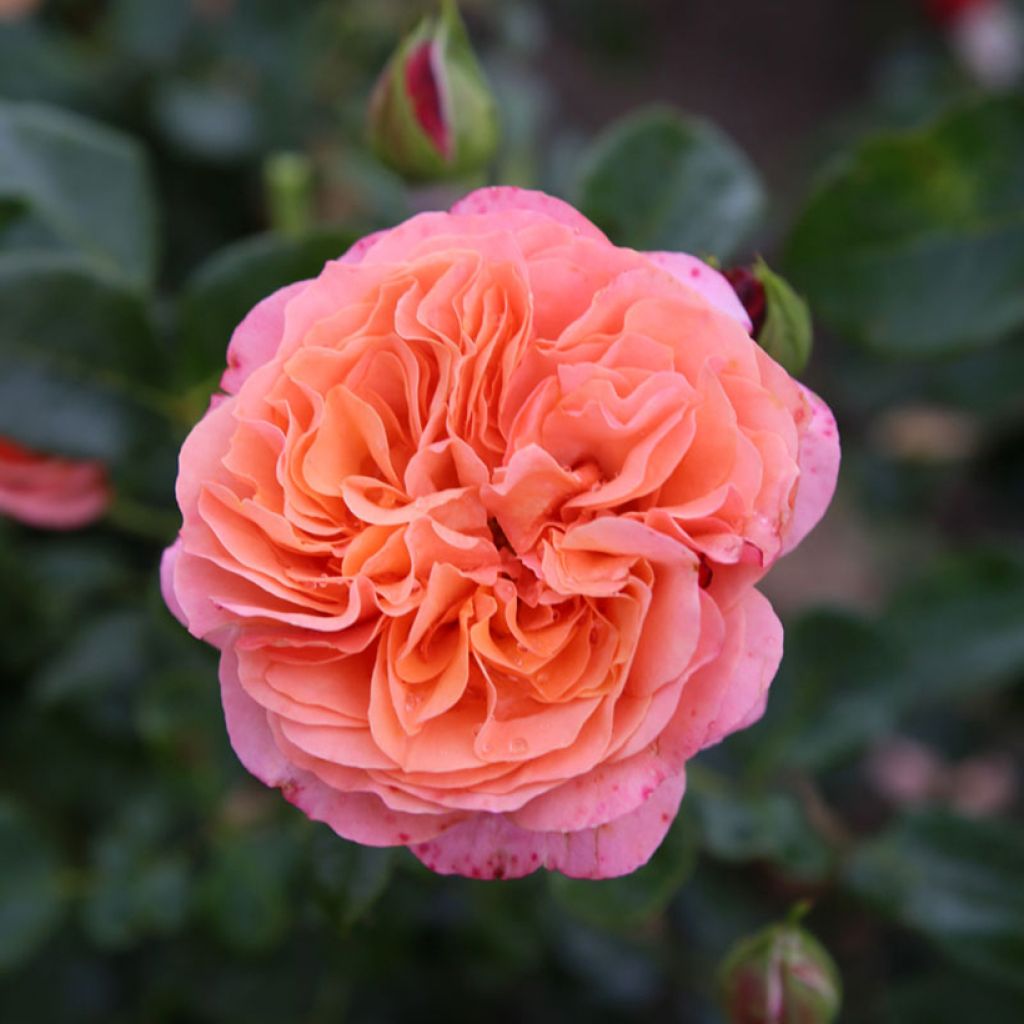 Rosier à fleurs groupées Coral Lions-Rose