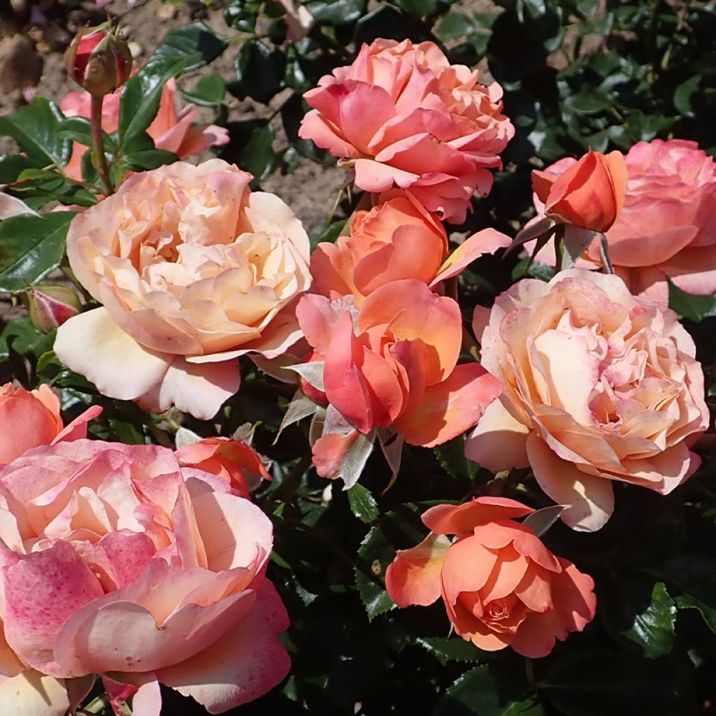 Rosier à fleurs groupées Coral Lions-Rose