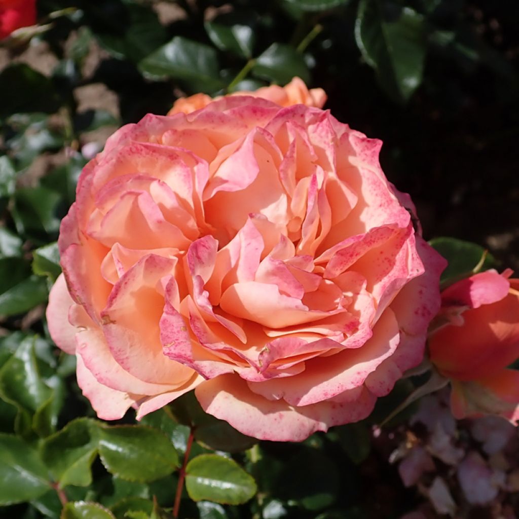 Rosier à fleurs groupées Coral Lions-Rose