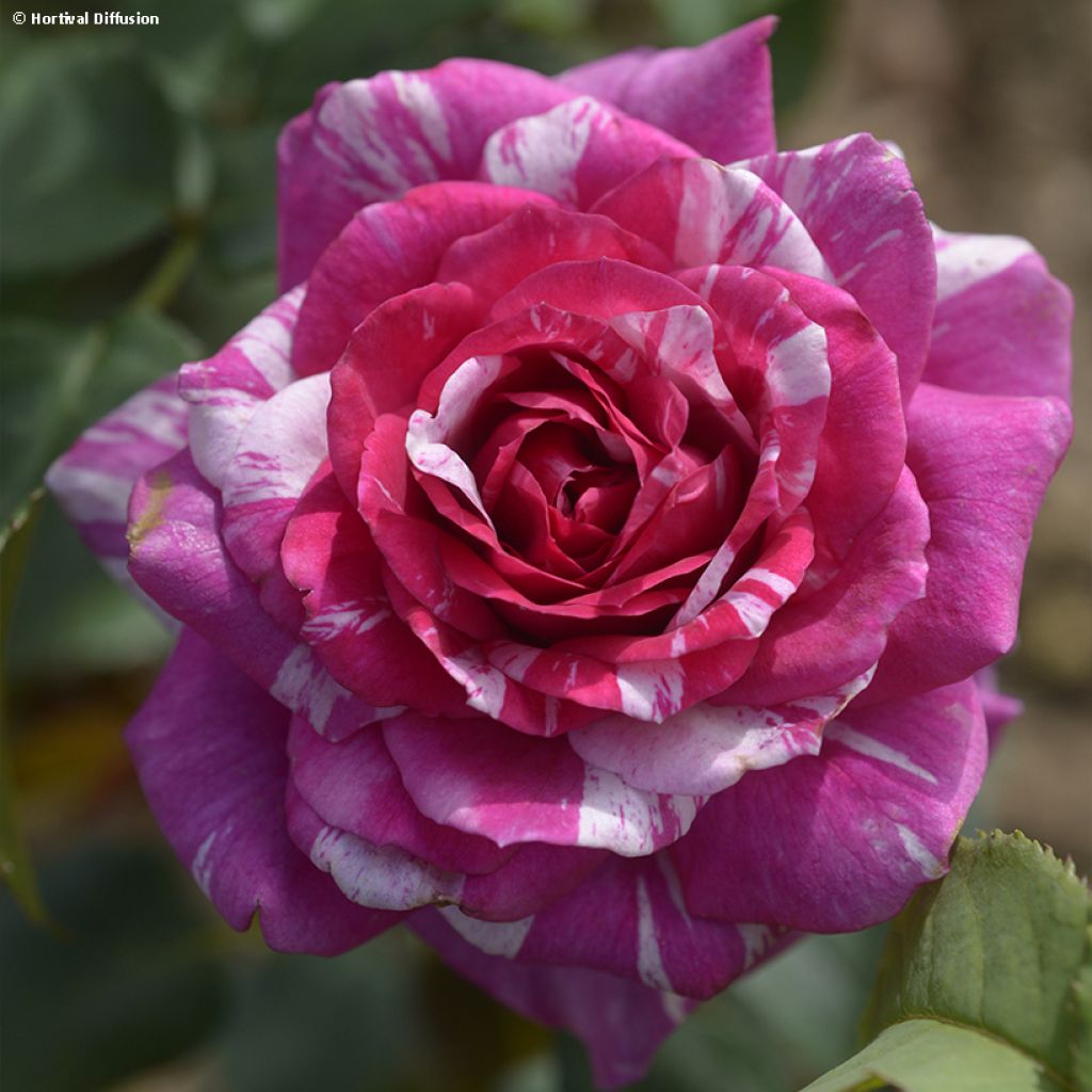 Rosa Fizzy Lady - Beetrose