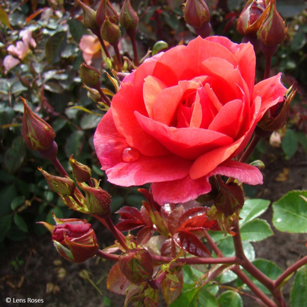 Rosa Folle Framboise - Beetrose