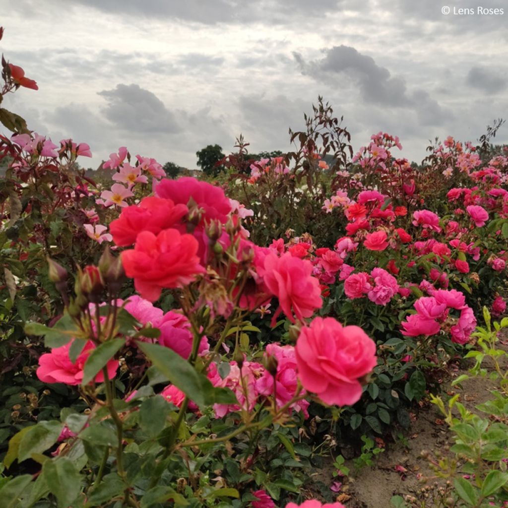 Rosa Folle Framboise - Beetrose