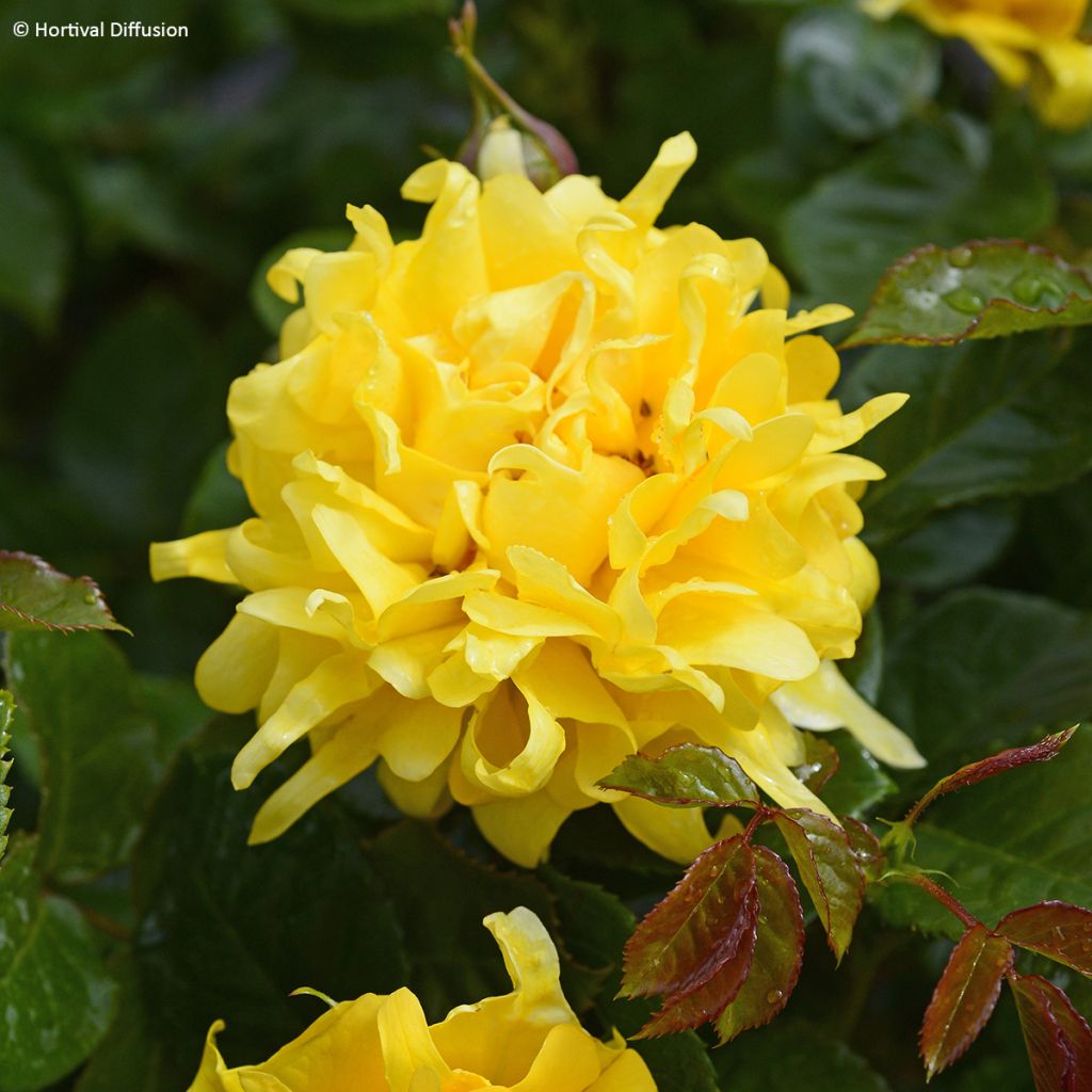 Rosa Golden Lady Ruffles - Beetrose