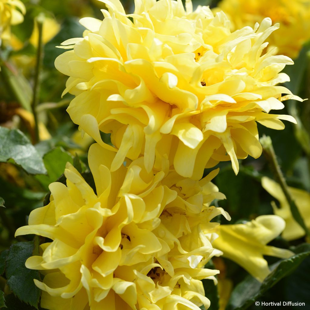 Rosa Golden Lady Ruffles - Beetrose