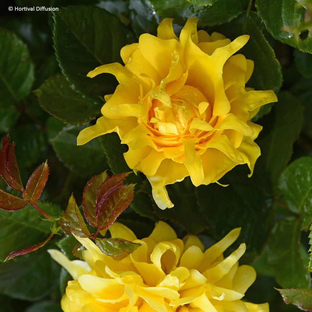 Rosa Golden Lady Ruffles - Beetrose