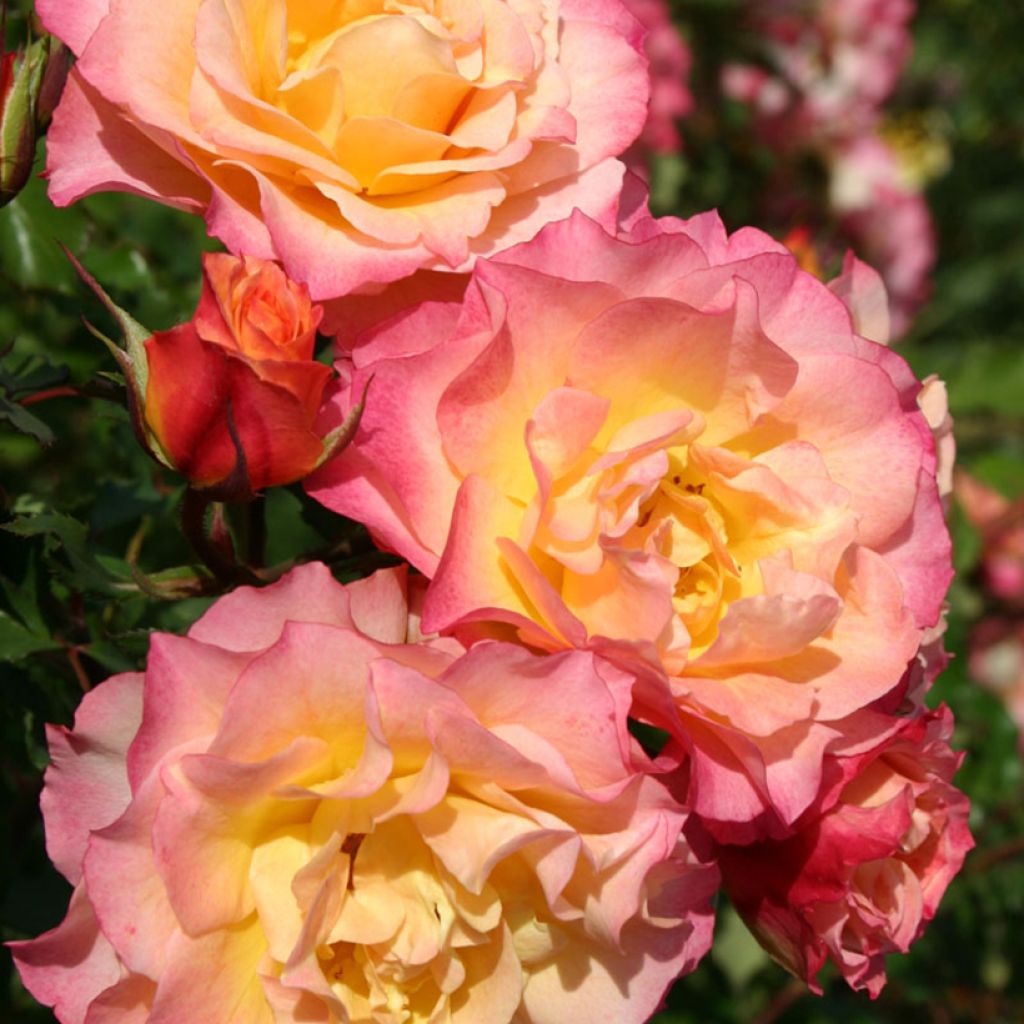 Rosa Hedge Charmers - Beetrose