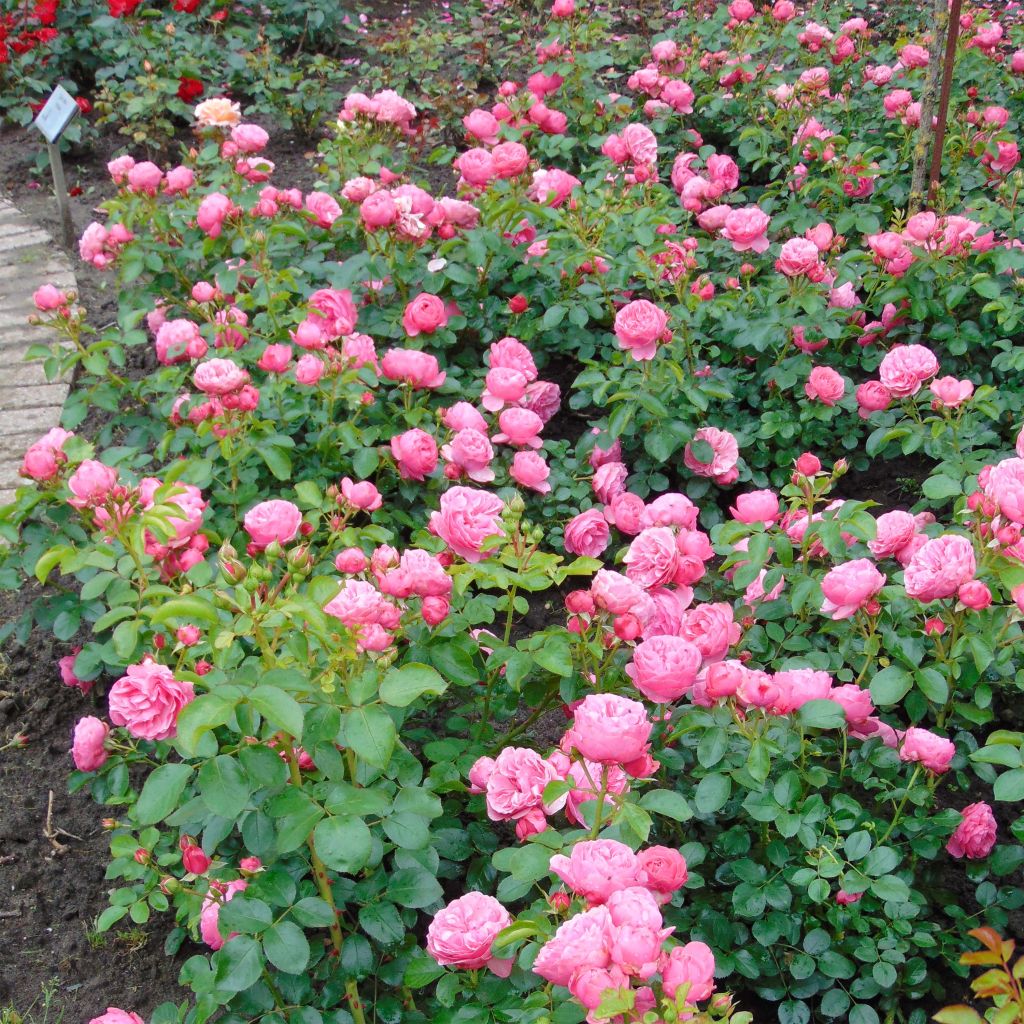 Rosier à fleurs groupées Leonardo da Vinci