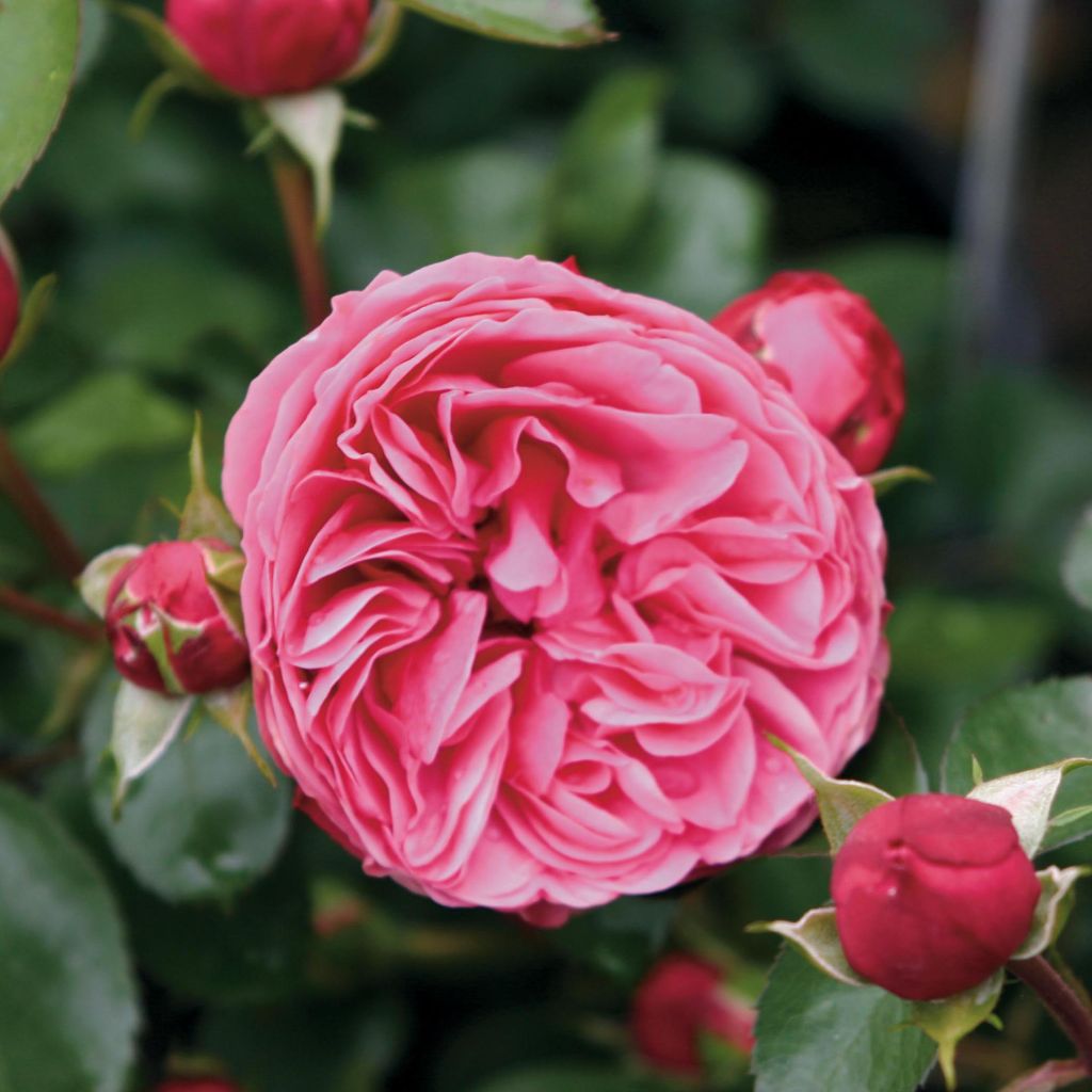 Rosier à fleurs groupées Leonardo da Vinci