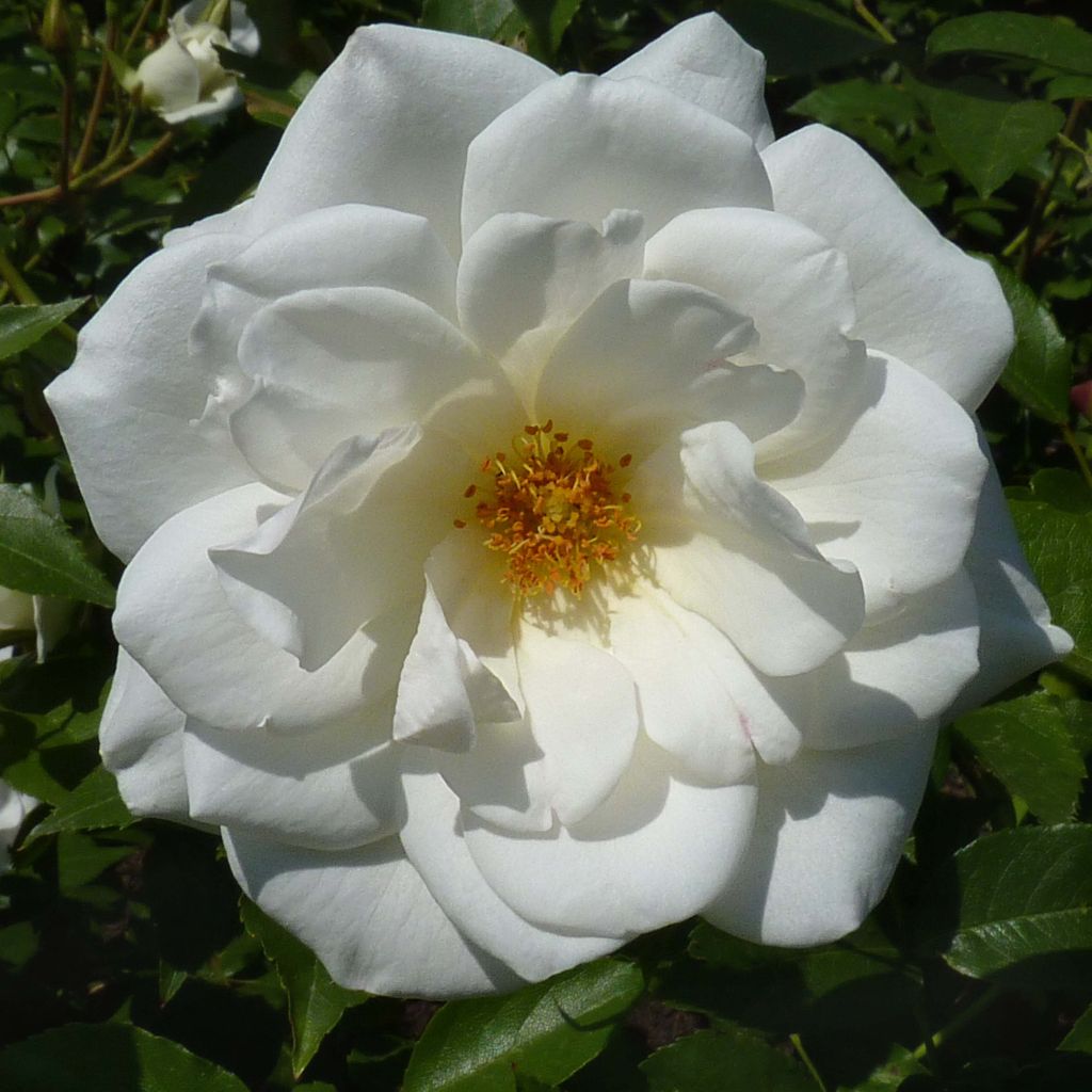 Rosa polyantha Maria Mathilda - Beetrose