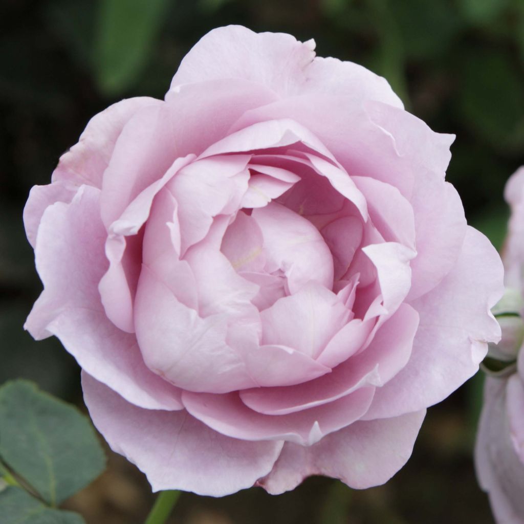 Rosier à fleurs groupées Novalis en racines nues