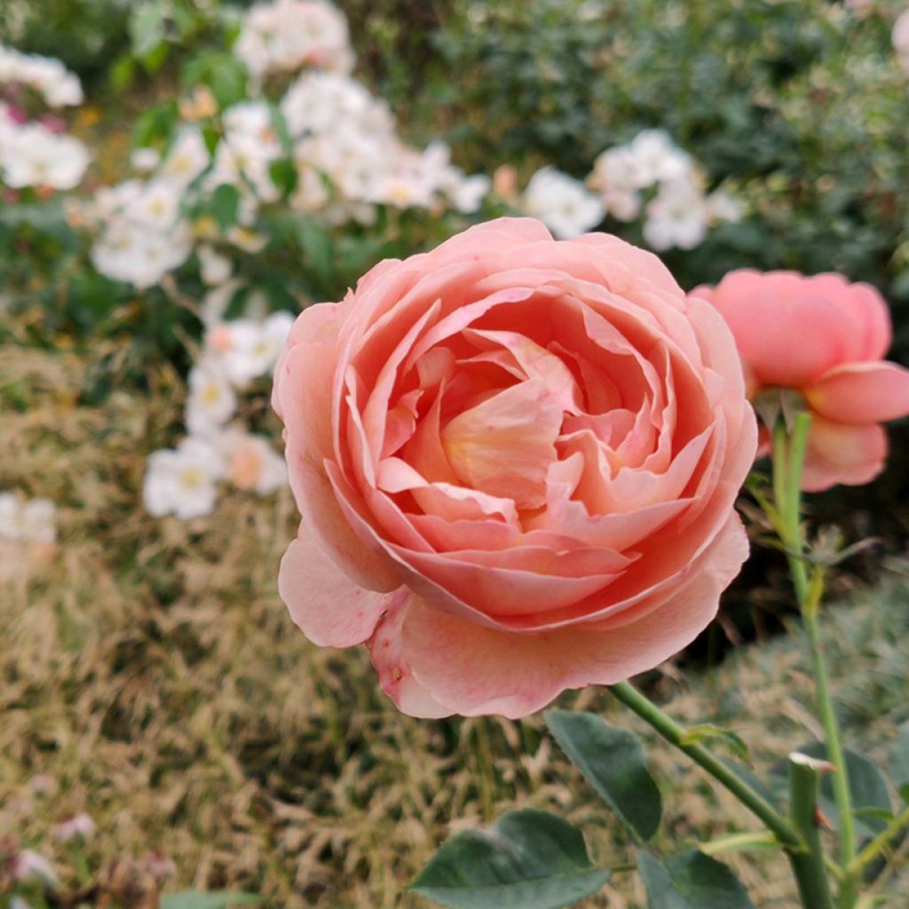 Rosier à fleurs groupées Park Abbey Rose