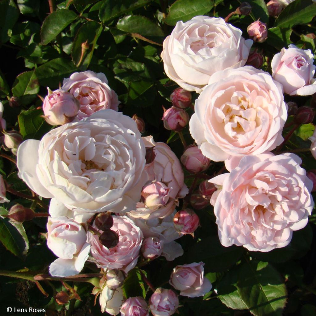 Rosa Rose de la petite Chabotte VELsema - Beetrose